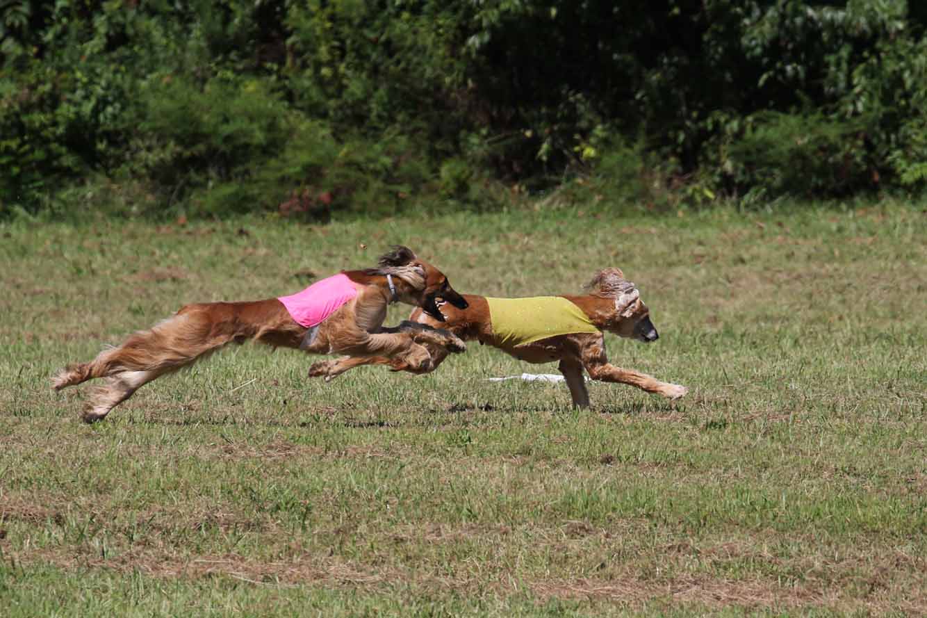 GASM AKC Sighthound Lure Coursing Tests & Trials Gazehound