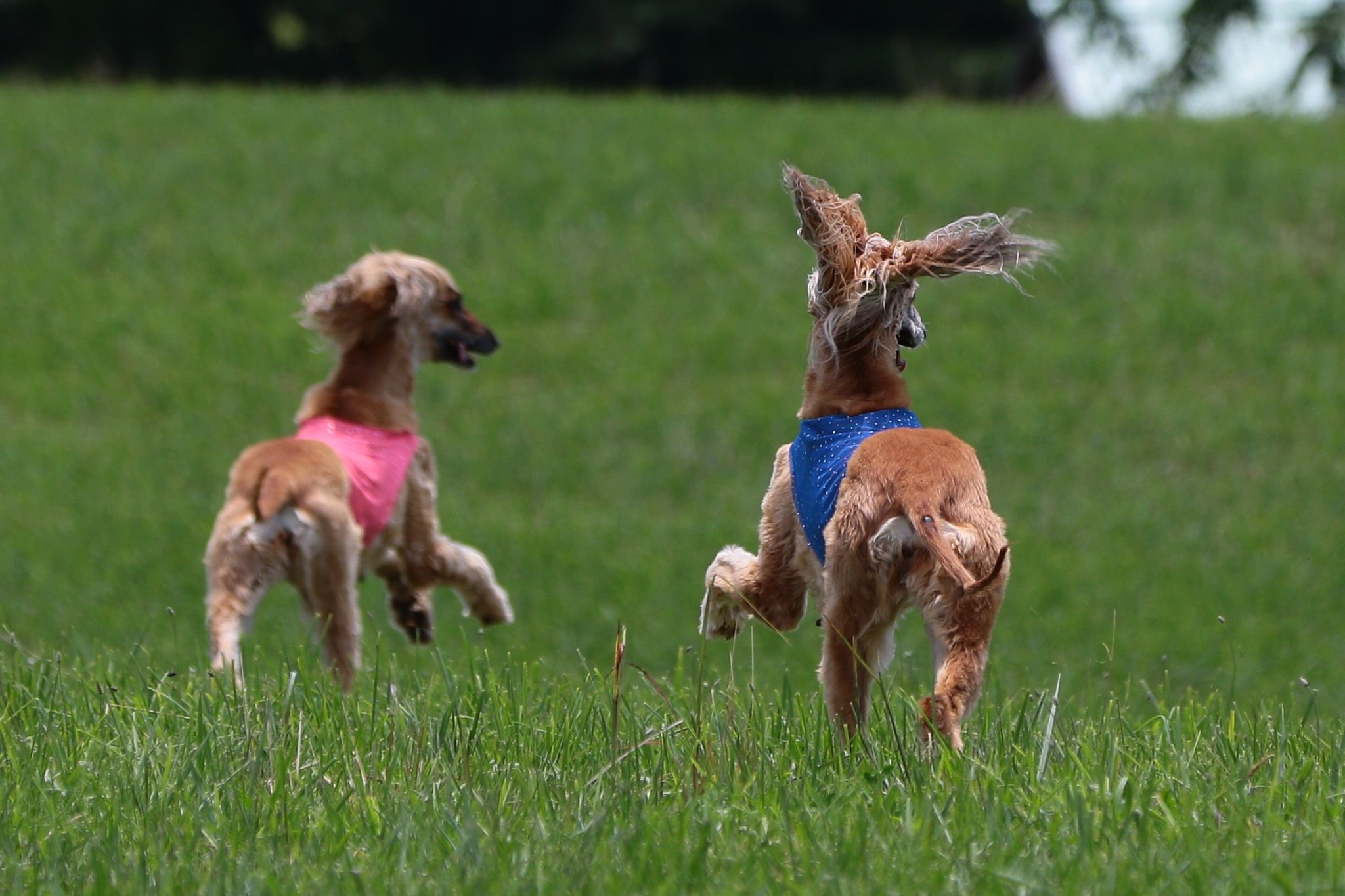 GASM ASFA Sighthound Lure Coursing Trials Gazehound Association of