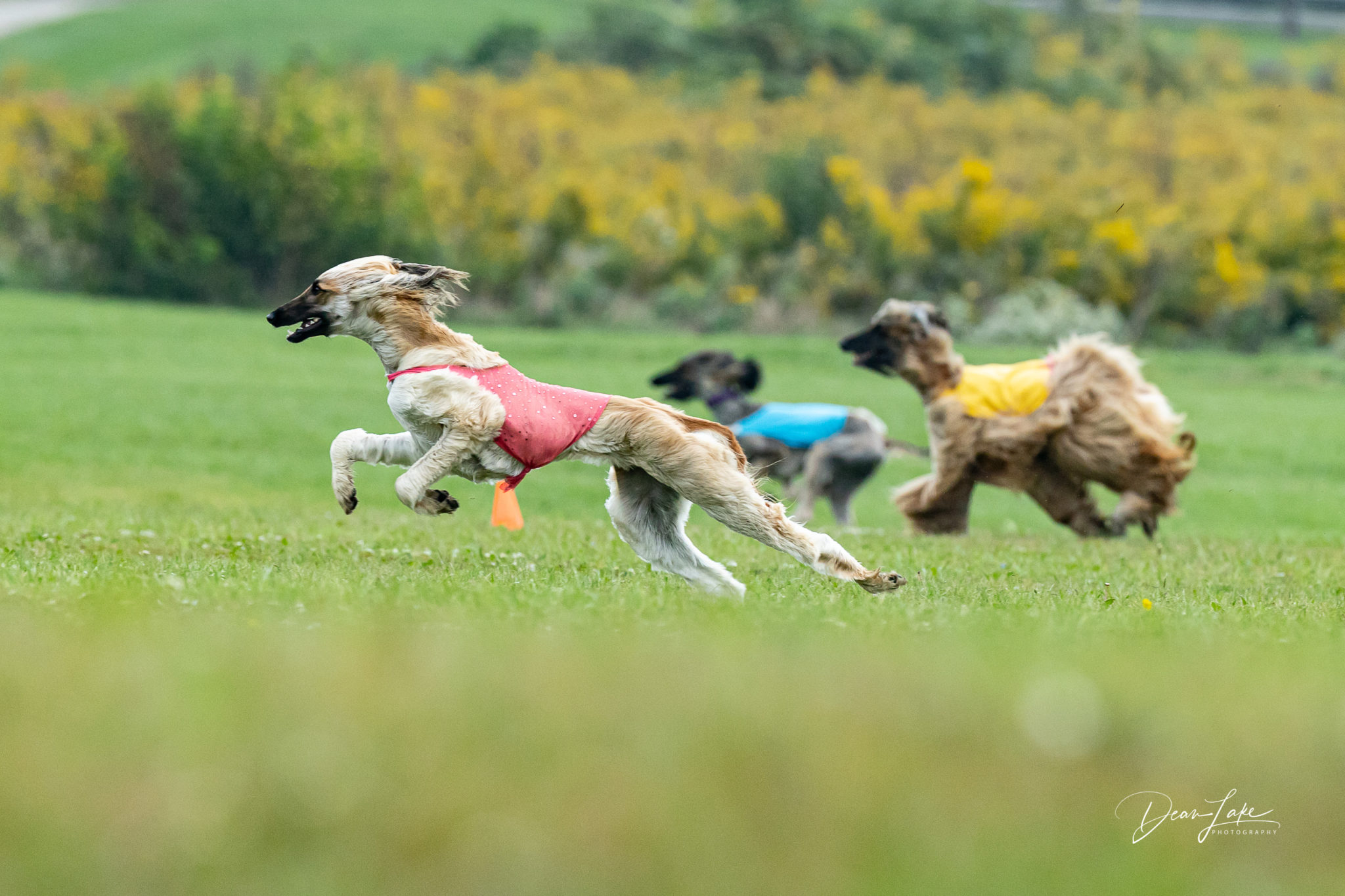 GASM ASFA Sighthound Lure Coursing Trials Gazehound Association of