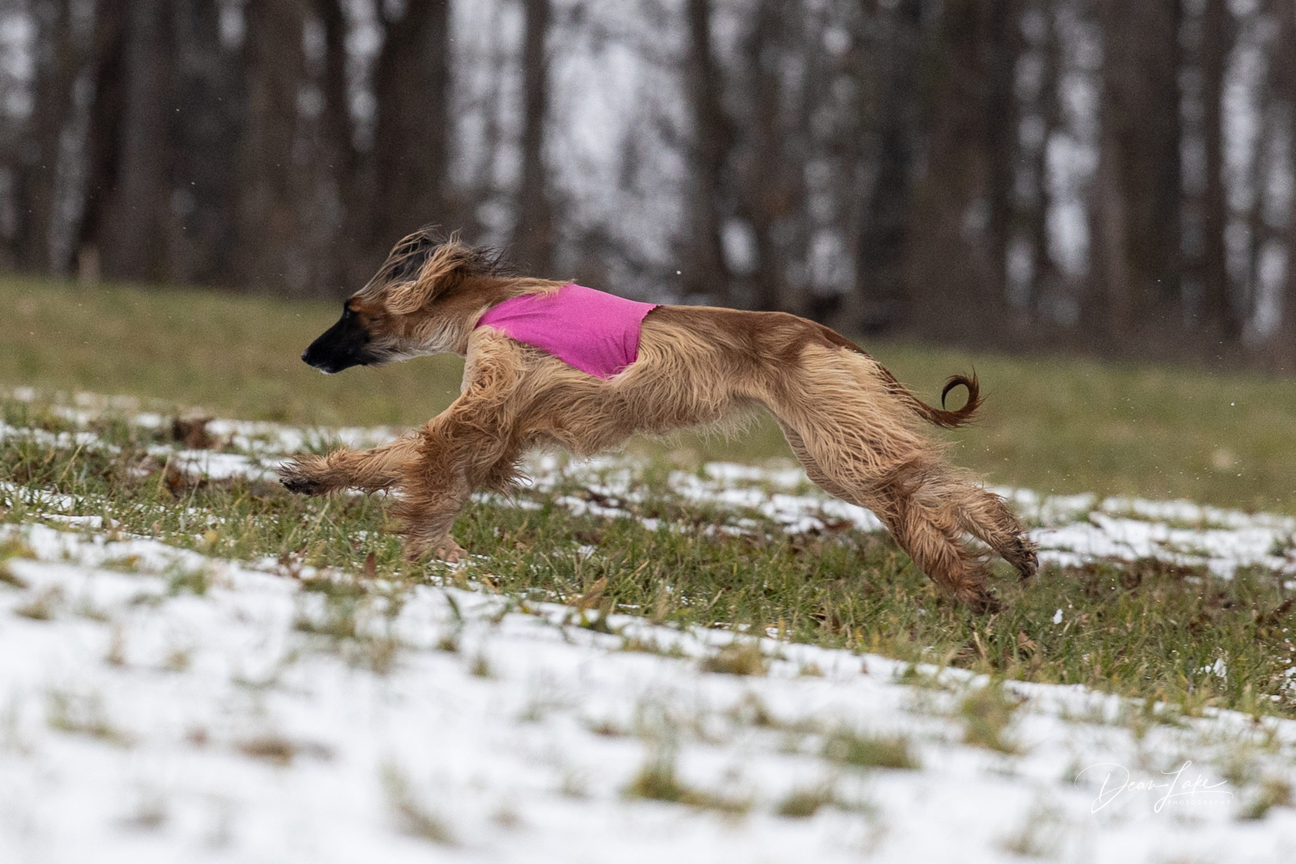 GASM AKC Sighthound Lure Coursing Trials Gazehound Association Of The 