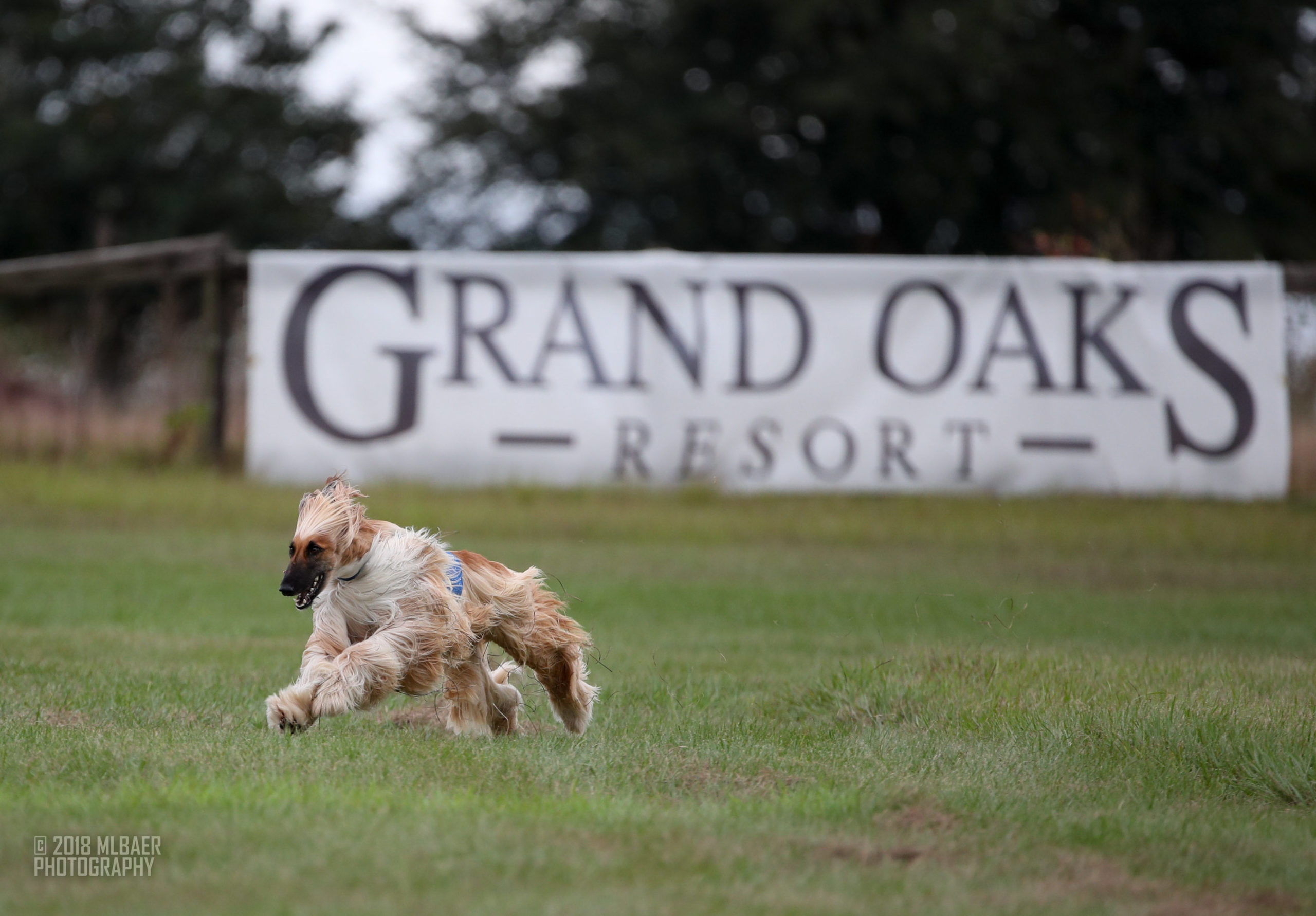 SSRRC/GASM AKC National Lure Coursing Championship Gazehound