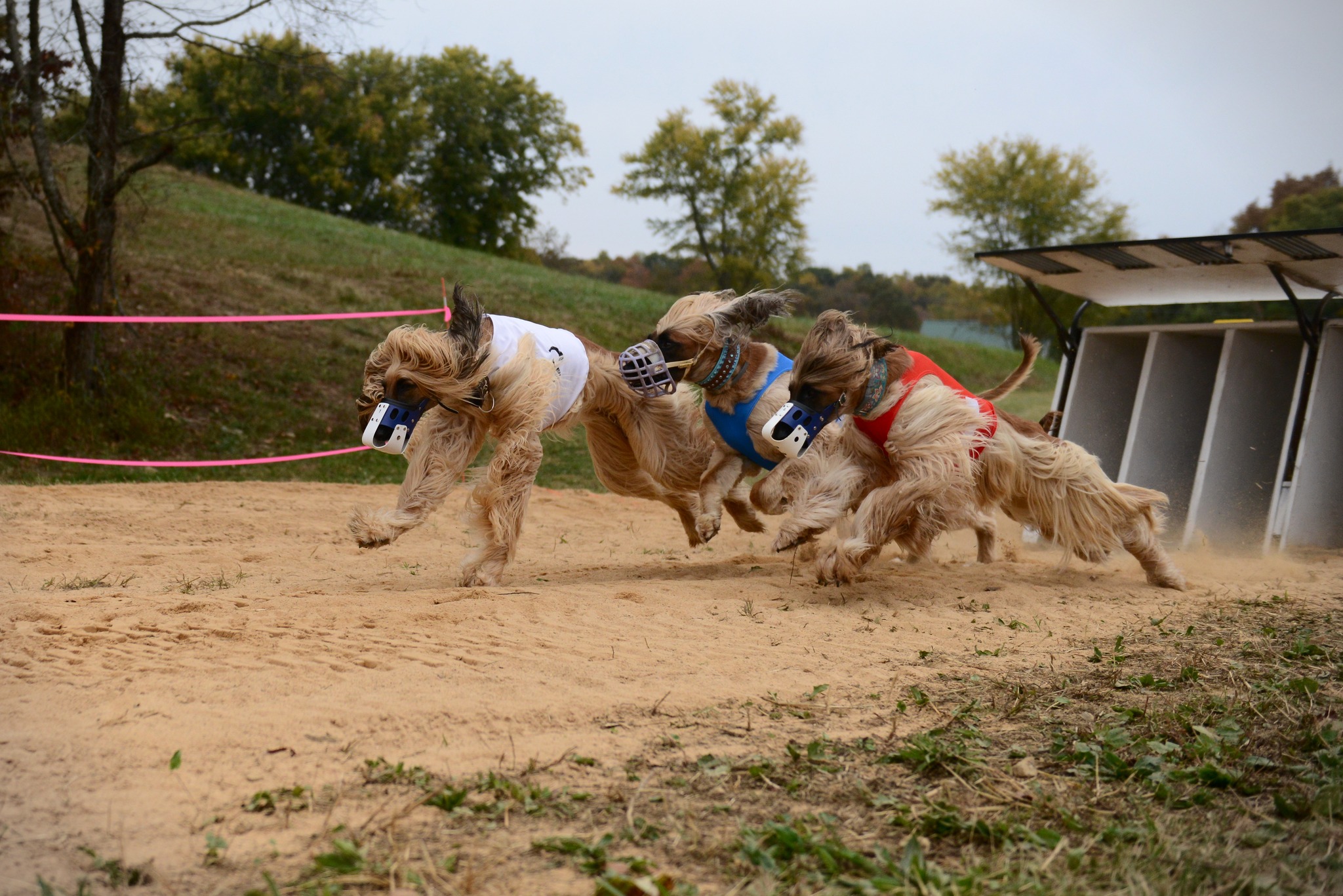 GASM LGRA Sighthound Race Meets – Gazehound Association of the Smoky  Mountains