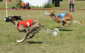 Salukis running NOTRA